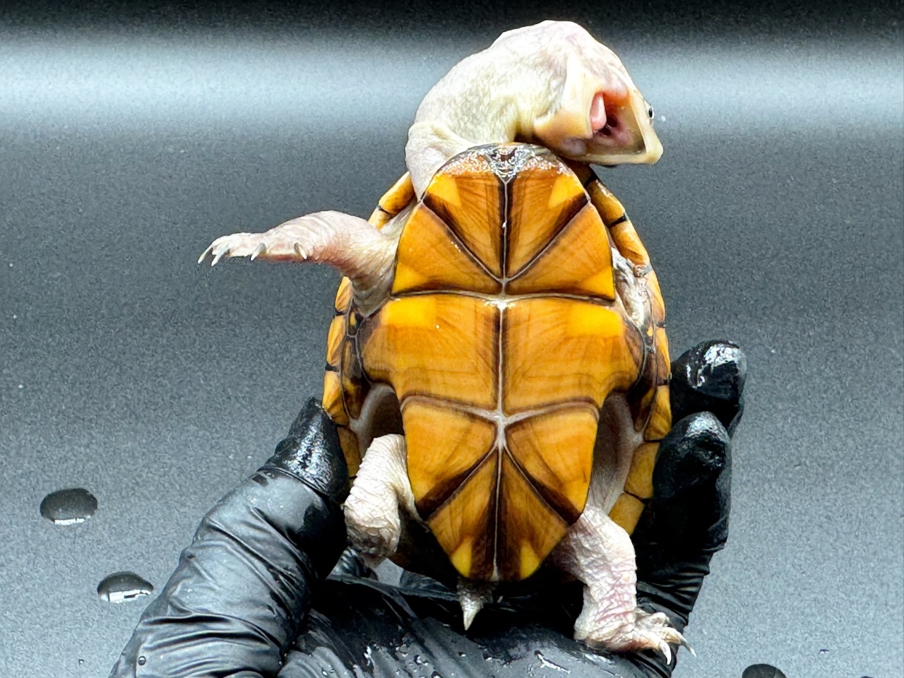 フロリダドロガメ　Ｈ(5)