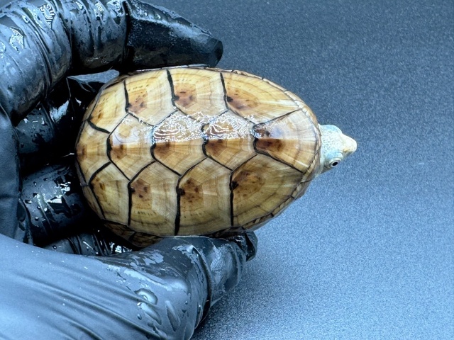 フロリダドロガメ Ｏ