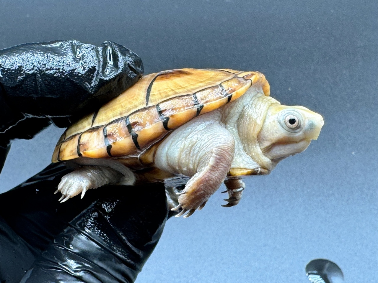 フロリダドロガメ　Ｄ(4)