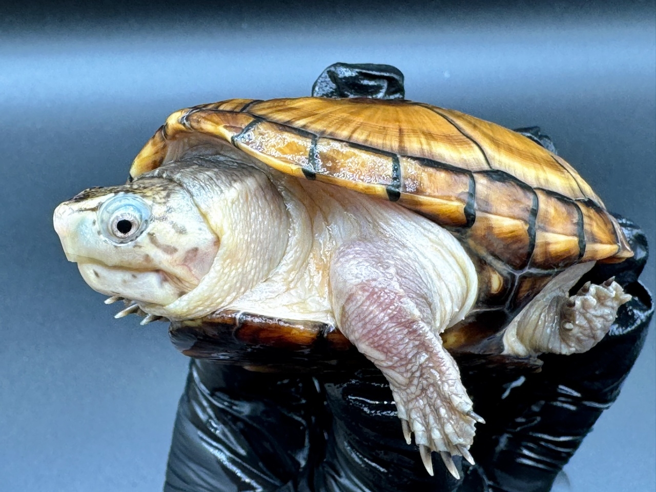 フロリダドロガメ　Ｊ(4)