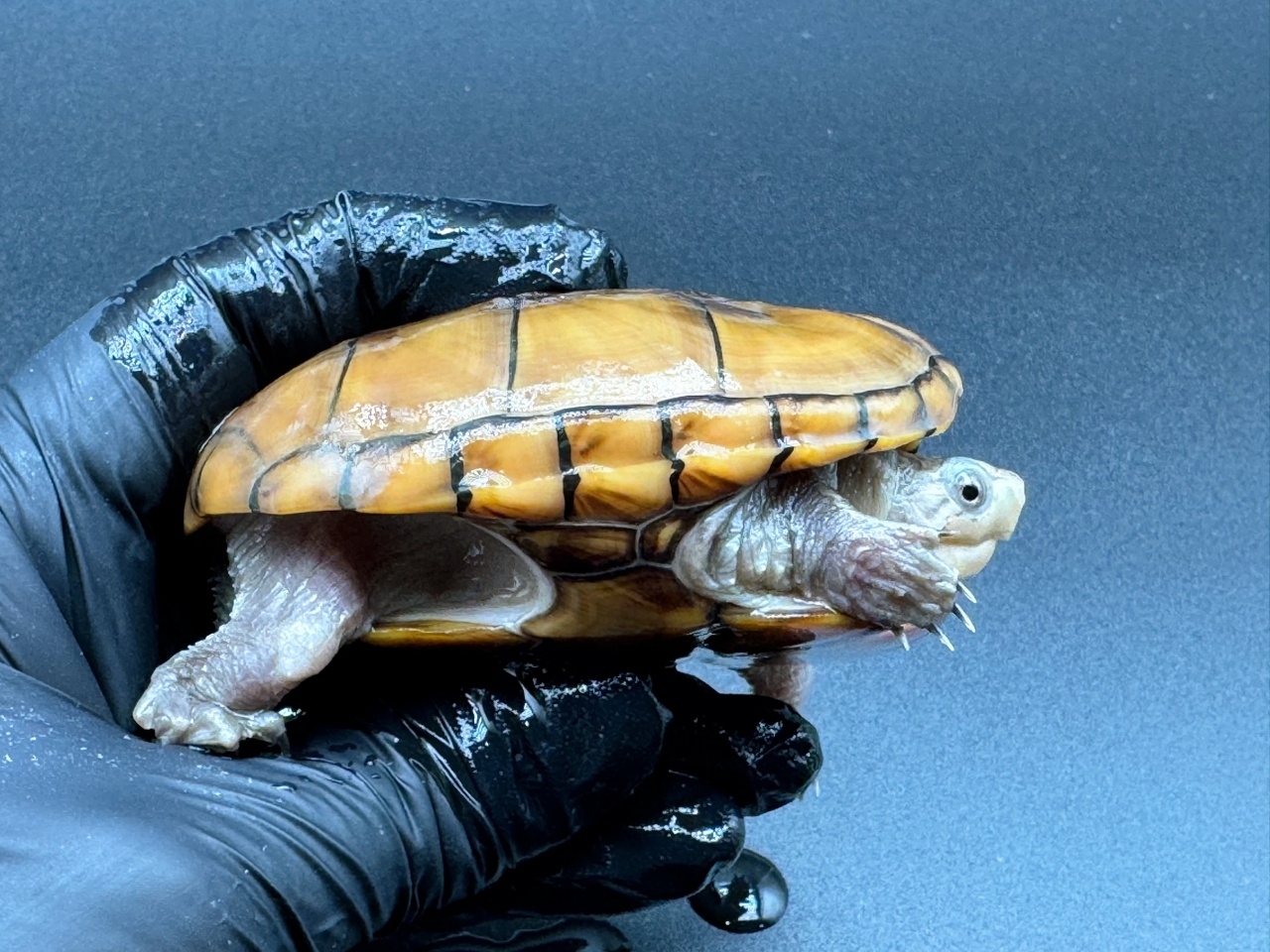 フロリダドロガメ　Ｈ(2)