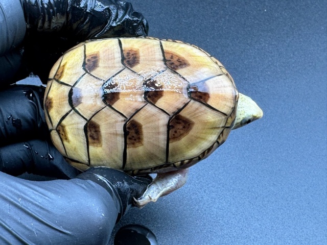 フロリダドロガメ　Ｅ