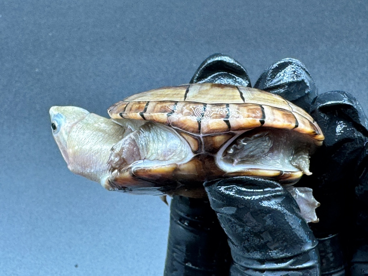 フロリダドロガメ Ｐ(3)