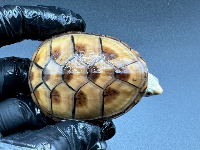 フロリダドロガメ　Ｄ