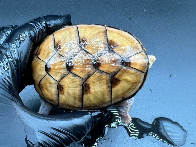 フロリダドロガメ　Ｋ