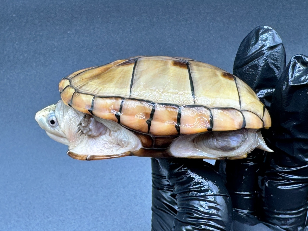 フロリダドロガメ　Ｆ(3)