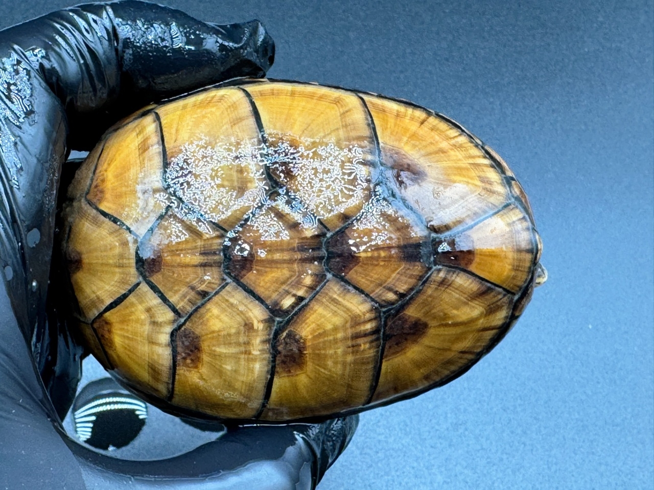 フロリダドロガメ　Ｊ(1)