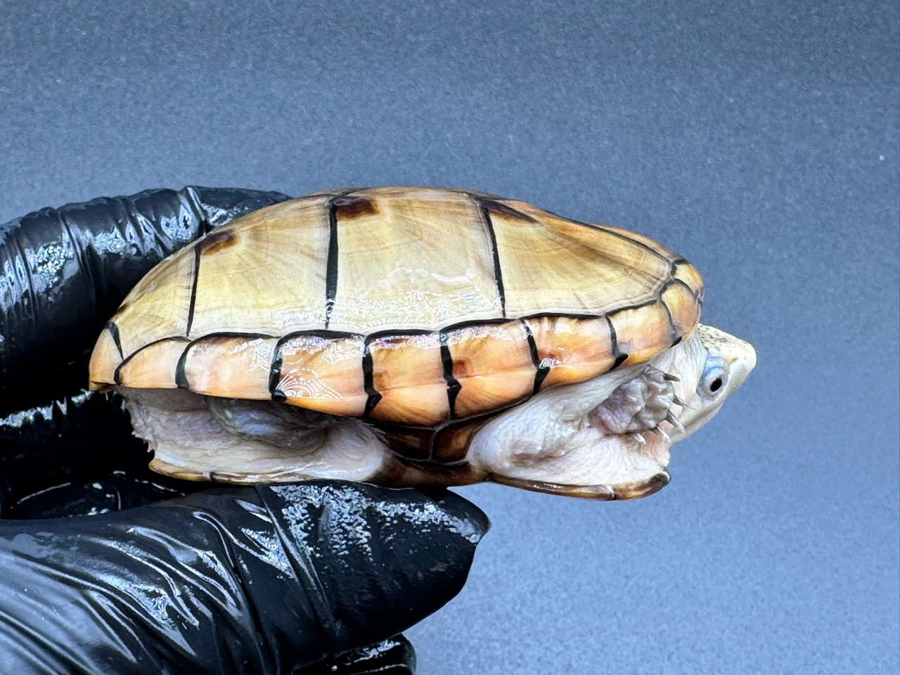 フロリダドロガメ　Ｆ(2)