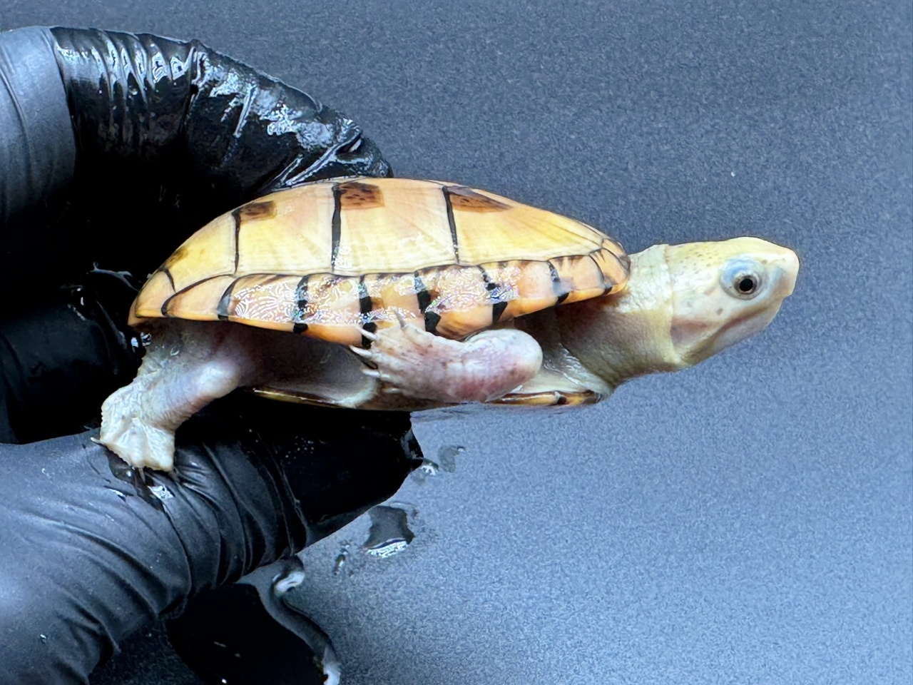 フロリダドロガメ　Ｅ(2)