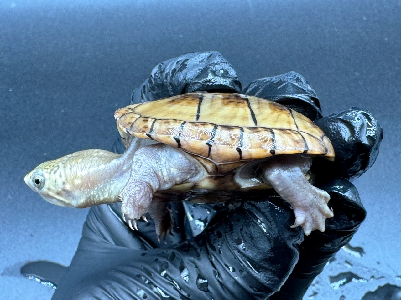 フロリダドロガメ Ｎ(3)