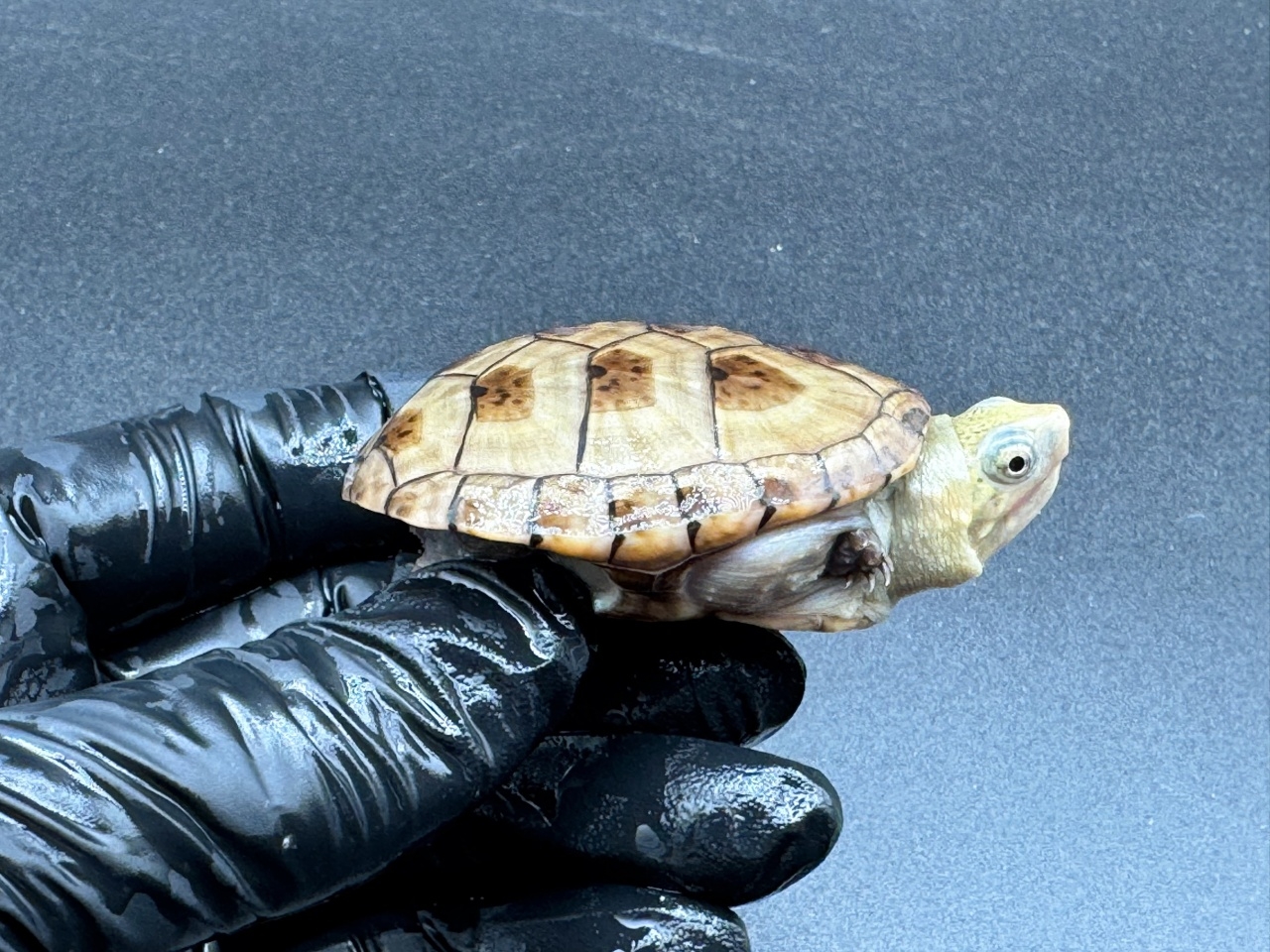 フロリダドロガメ Ｌ(2)