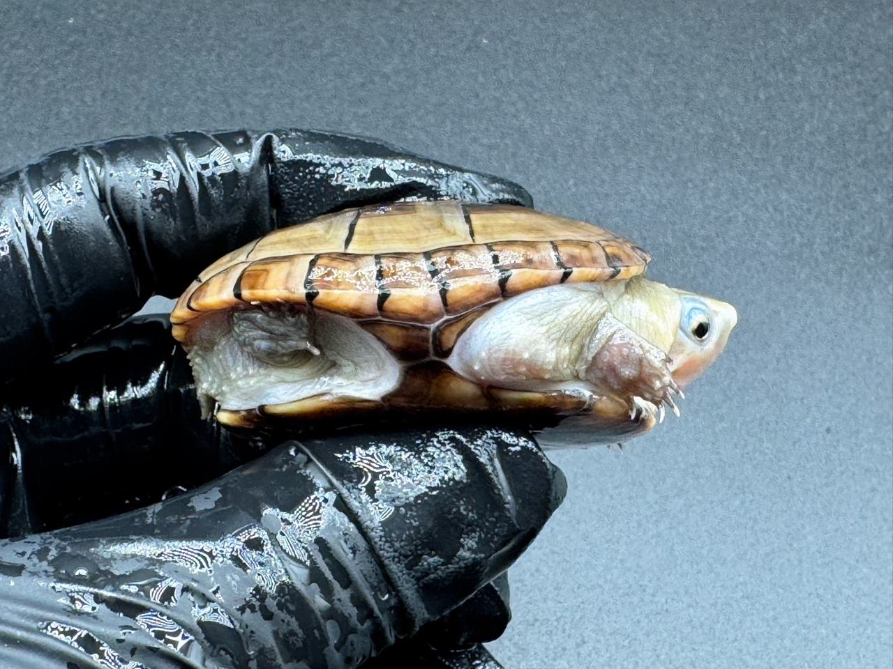 フロリダドロガメ Ｐ(2)