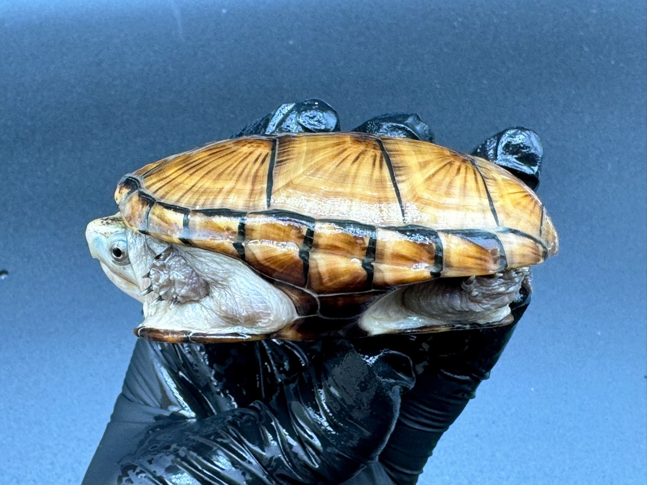 フロリダドロガメ　Ｉ(3)