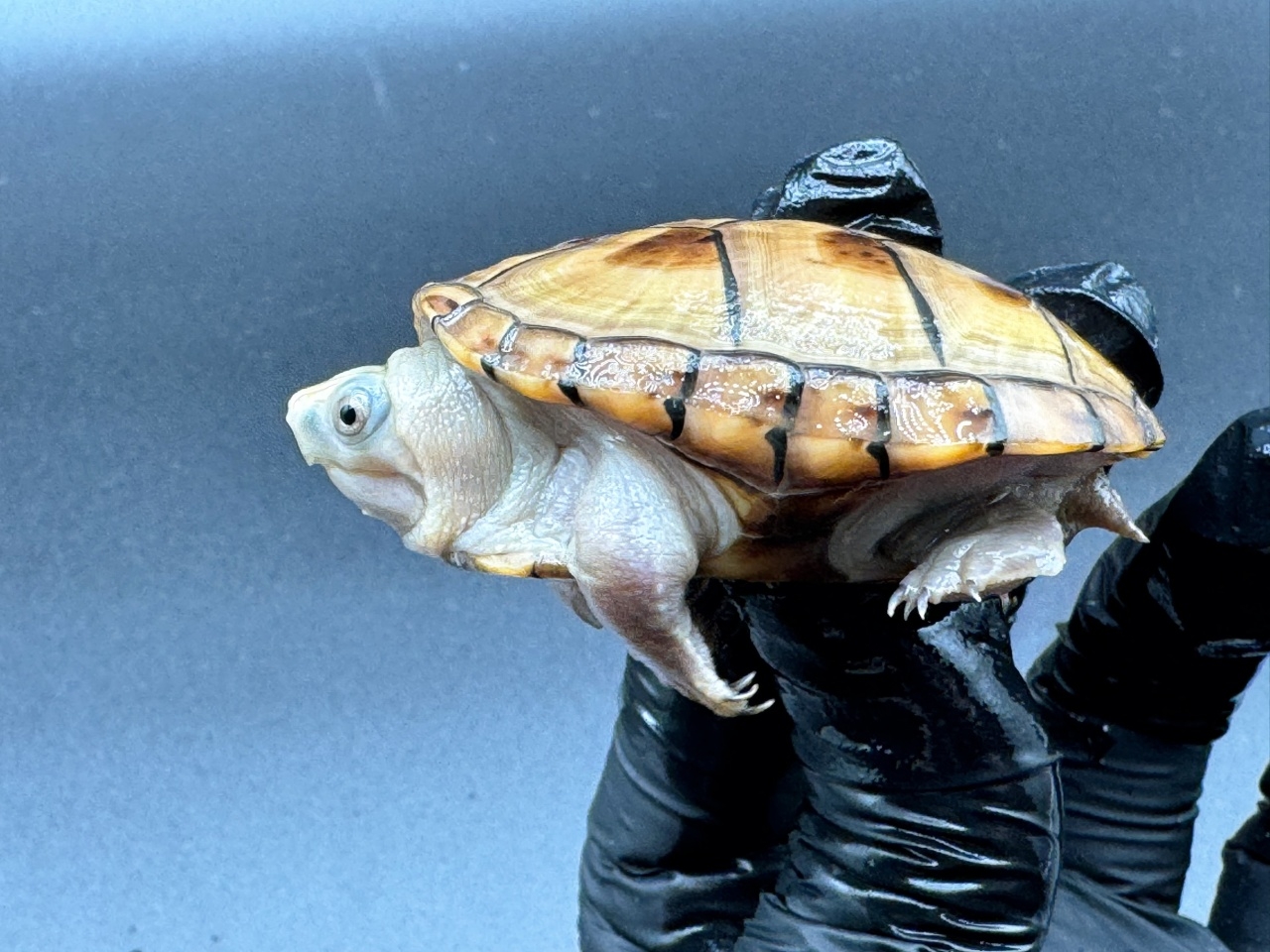 フロリダドロガメ　Ｄ(3)