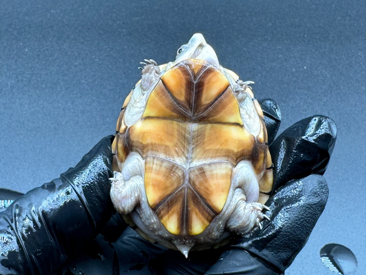 フロリダドロガメ　Ｄ(5)