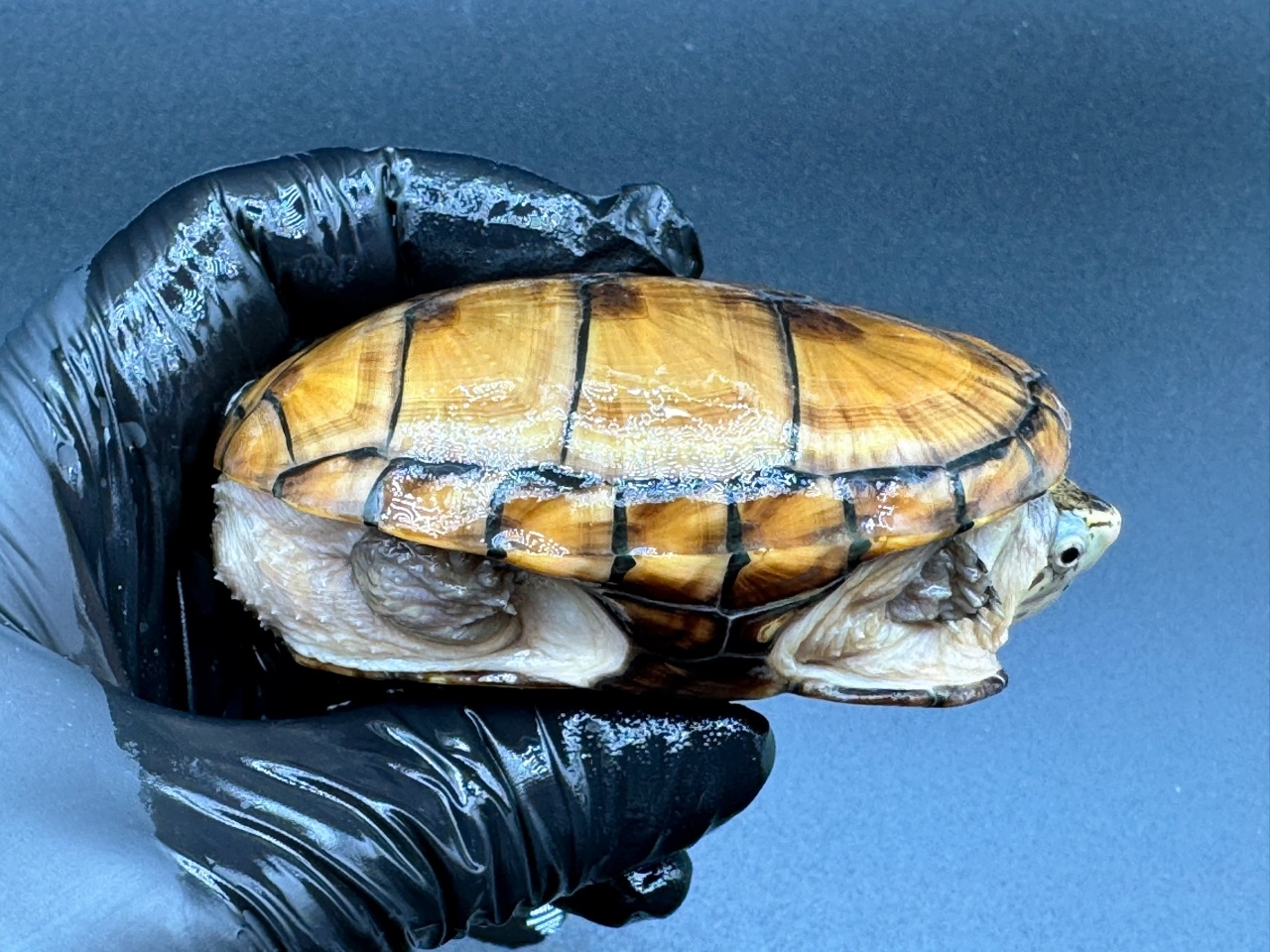 フロリダドロガメ　Ｊ(2)