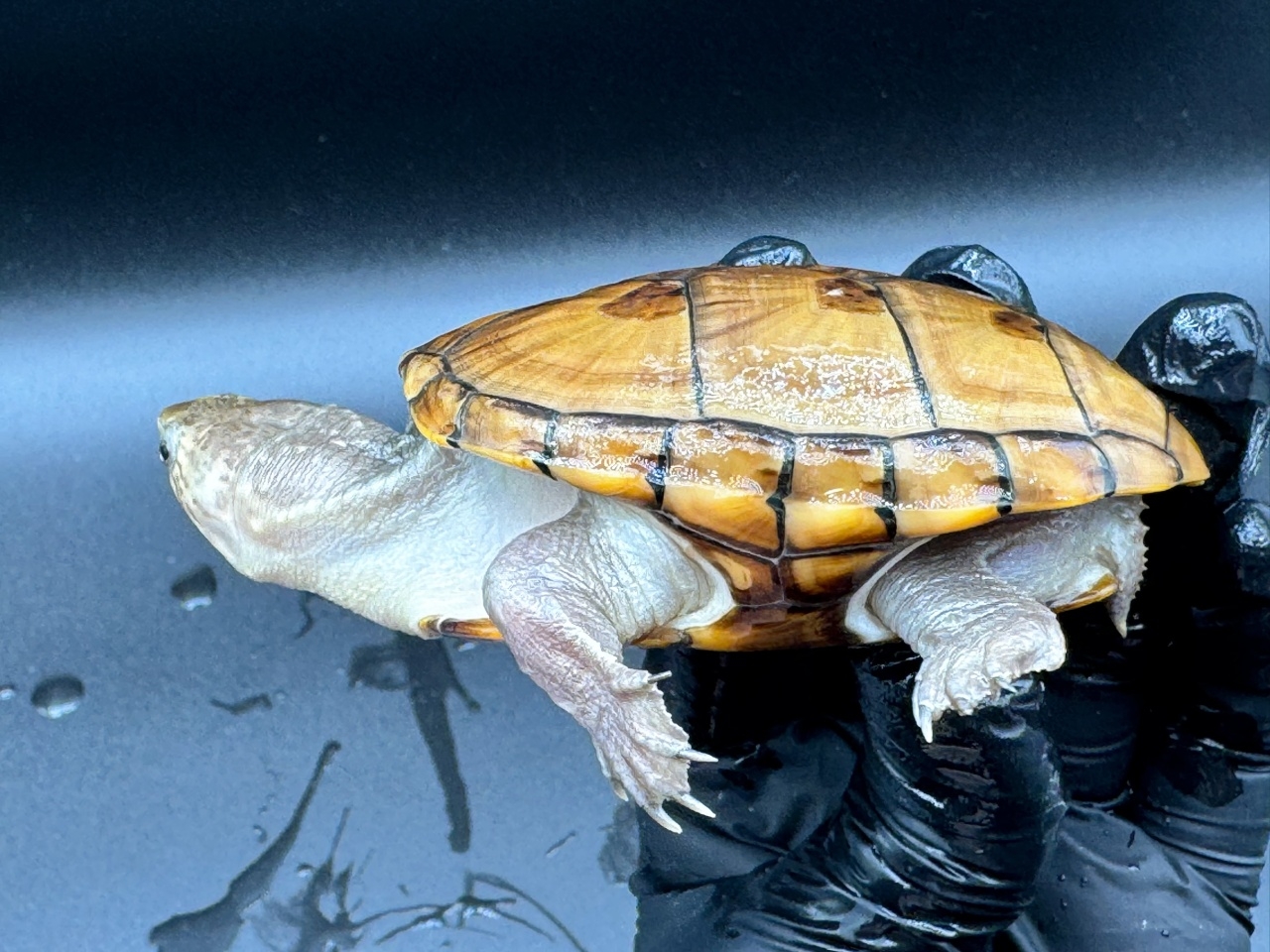 フロリダドロガメ　Ｇ(3)