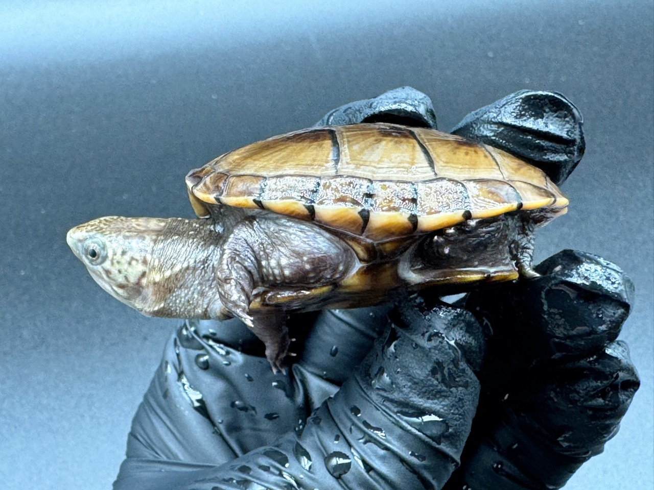 フロリダドロガメ Ｍ(3)