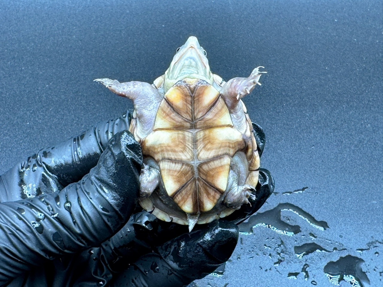 フロリダドロガメ Ｎ(4)