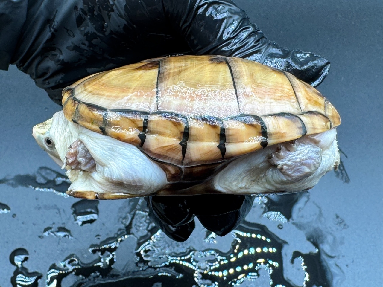 フロリダドロガメ　Ｋ(3)