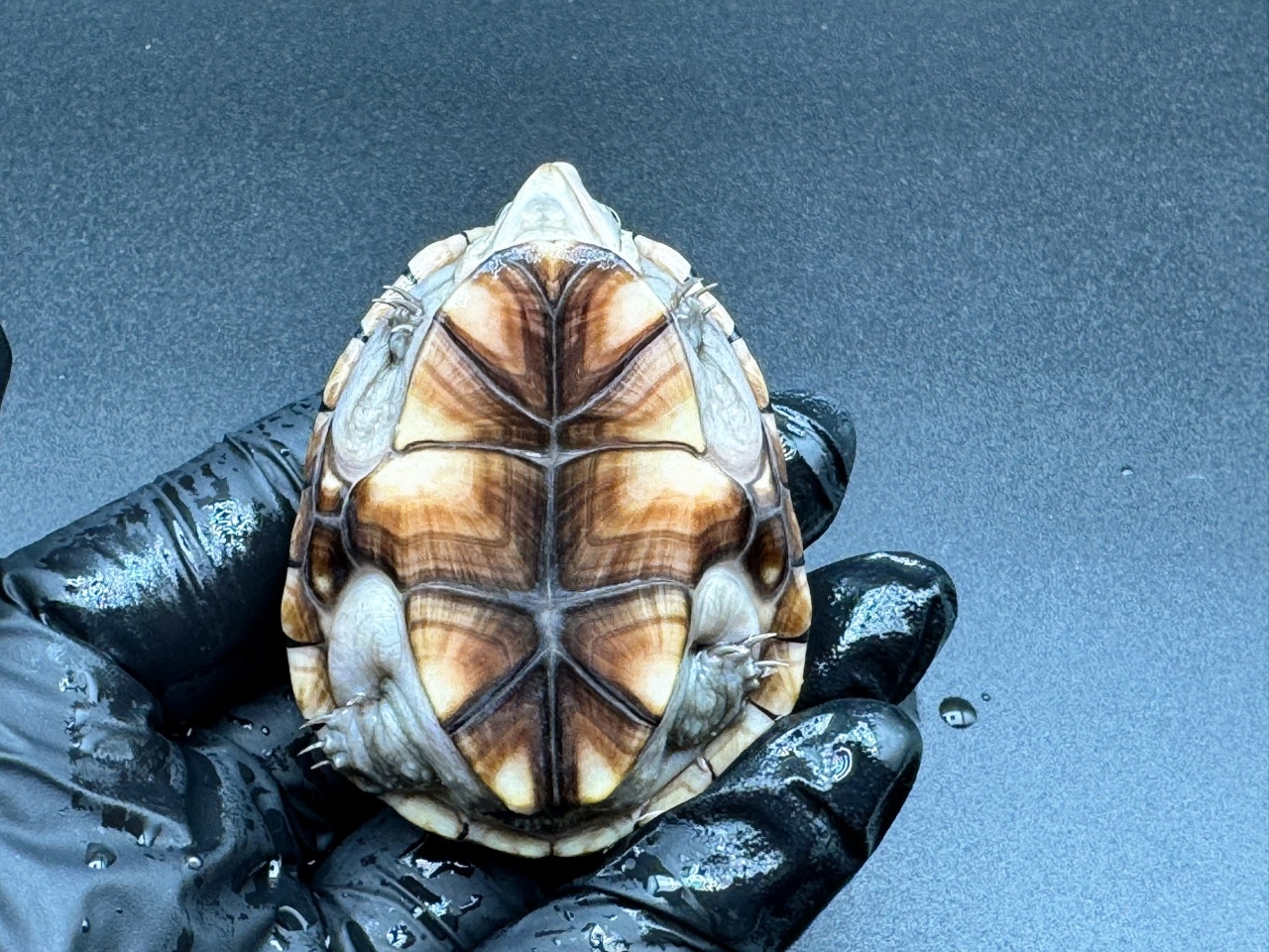 フロリダドロガメ Ｏ(4)