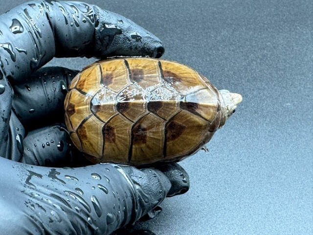 フロリダドロガメ Ｍ