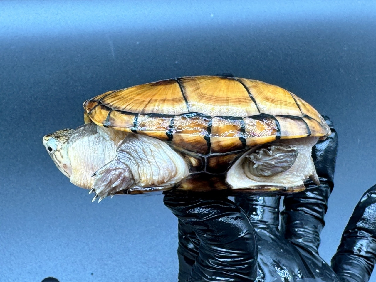 フロリダドロガメ　Ｊ(3)