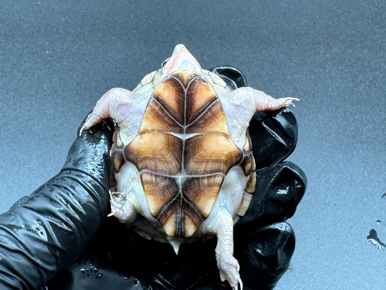 フロリダドロガメ Ｐ(4)