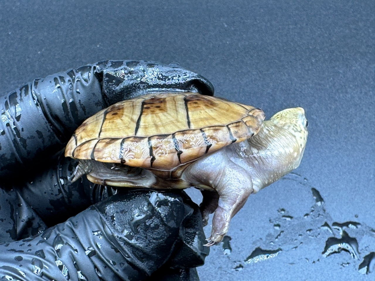 フロリダドロガメ Ｎ(2)