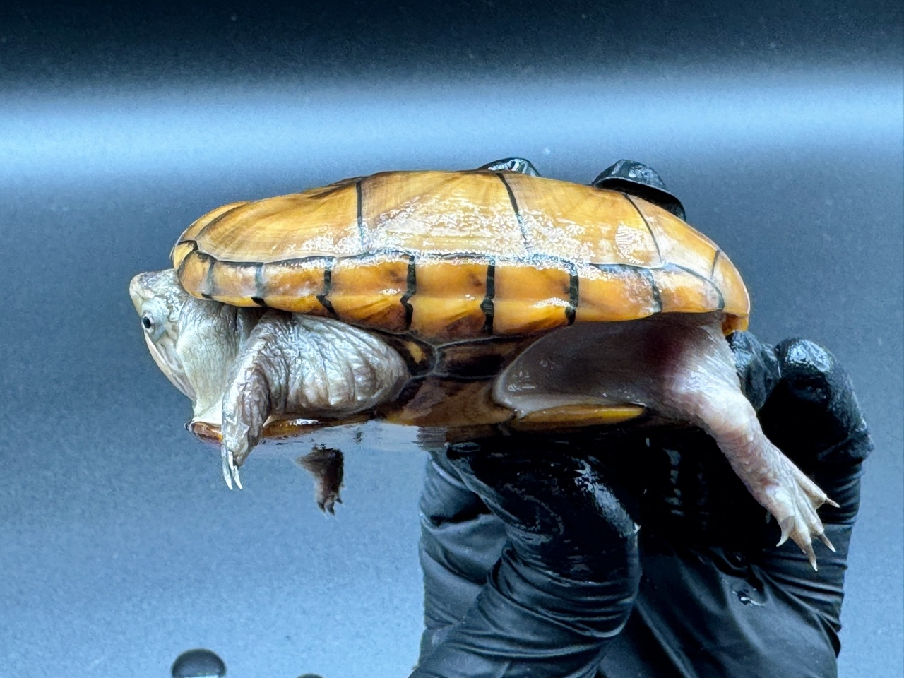 フロリダドロガメ　Ｈ(3)