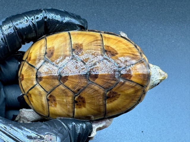 フロリダドロガメ　Ｇ