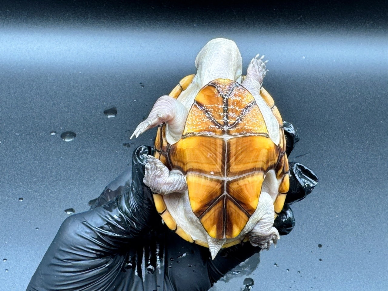 フロリダドロガメ　Ｇ(5)