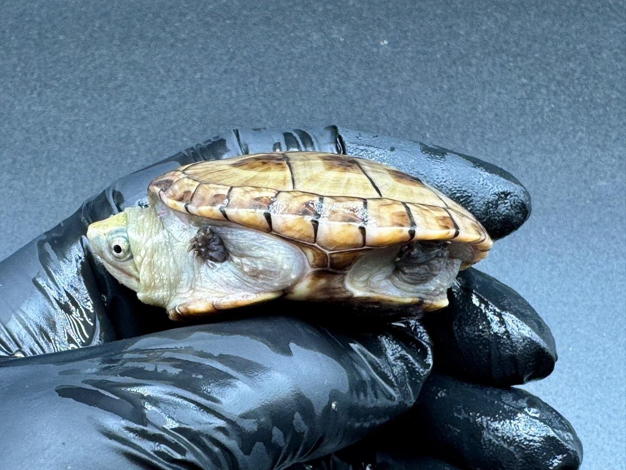 フロリダドロガメ Ｌ(3)