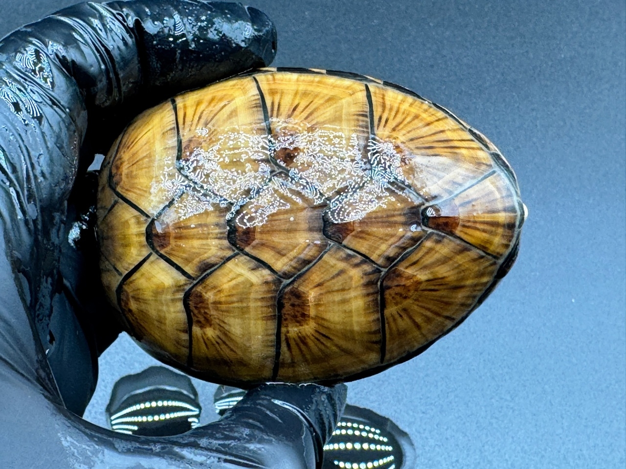 フロリダドロガメ　Ｉ(1)