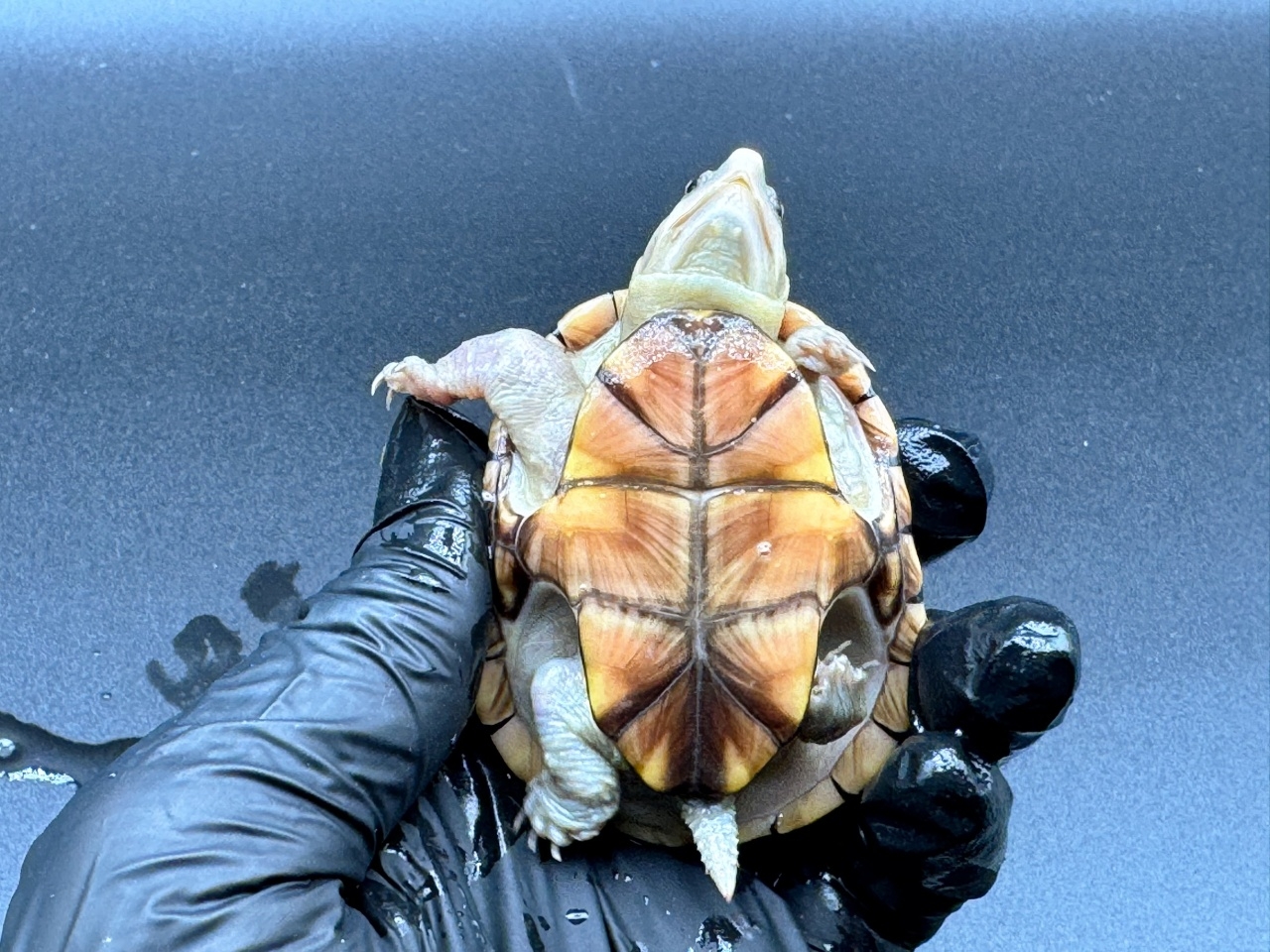 フロリダドロガメ　Ｅ(5)