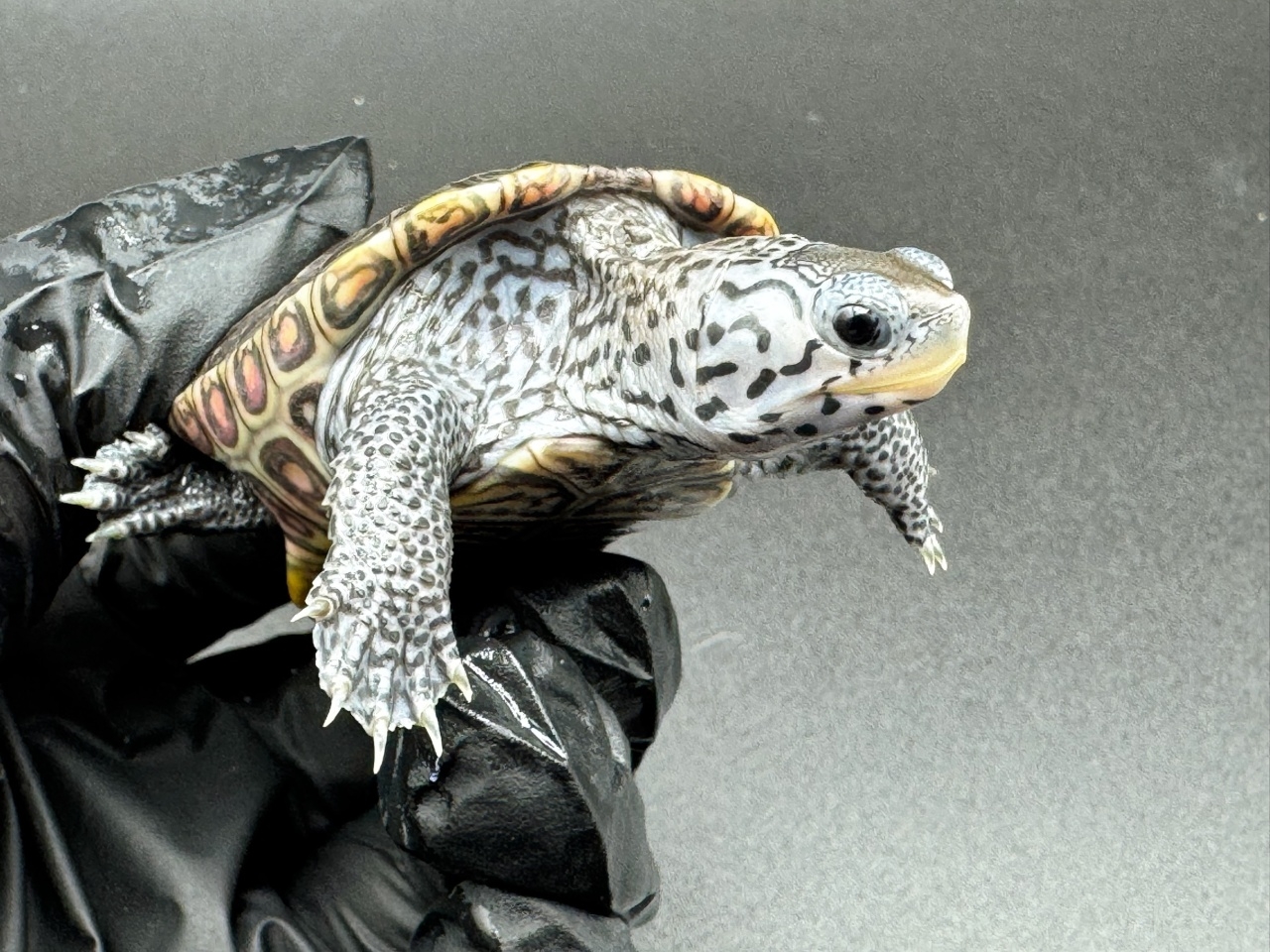 ダイヤモンドバックテラピン　Ｆ(3)