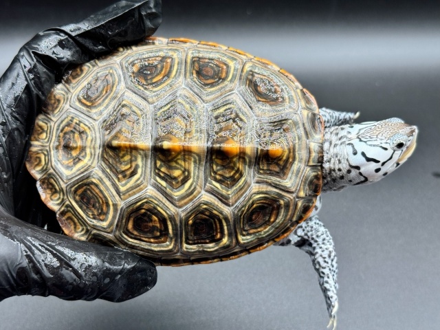 ダイヤモンドバックテラピン　Ｙ