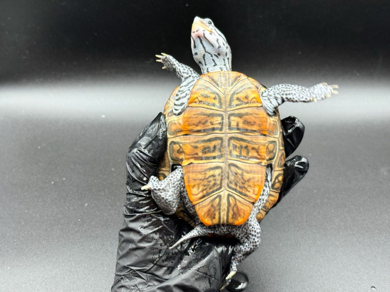 ダイヤモンドバックテラピン　Ｎ(4)