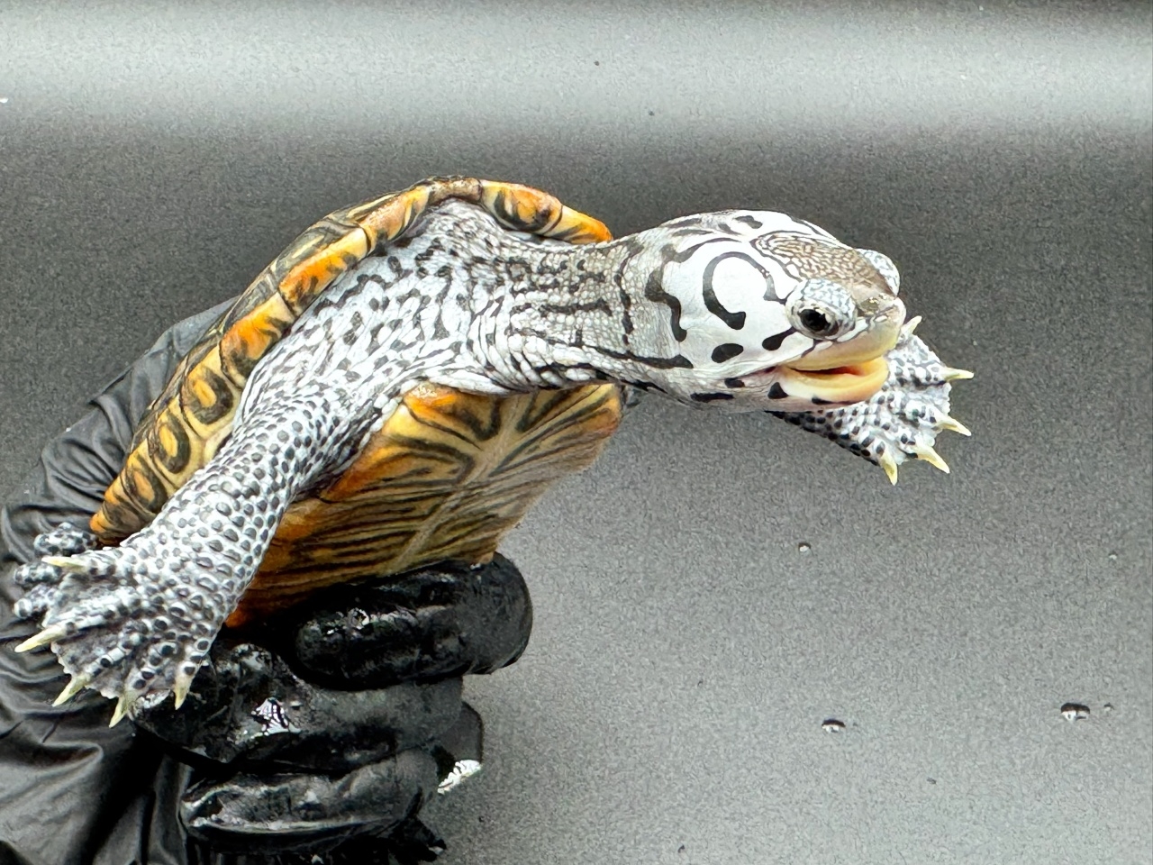 ダイヤモンドバックテラピン　Ｉ(3)