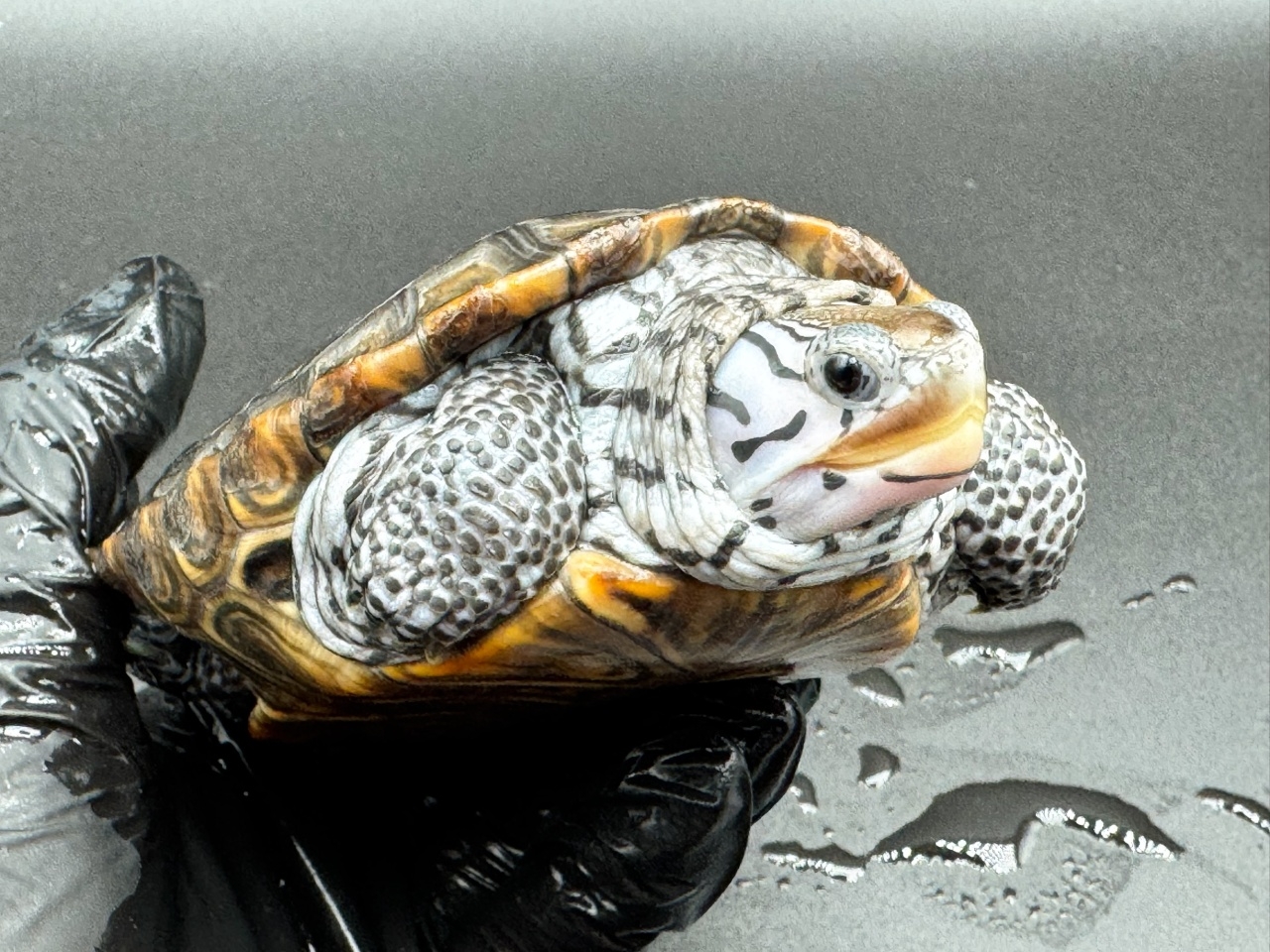 ダイヤモンドバックテラピン　Ｐ(3)