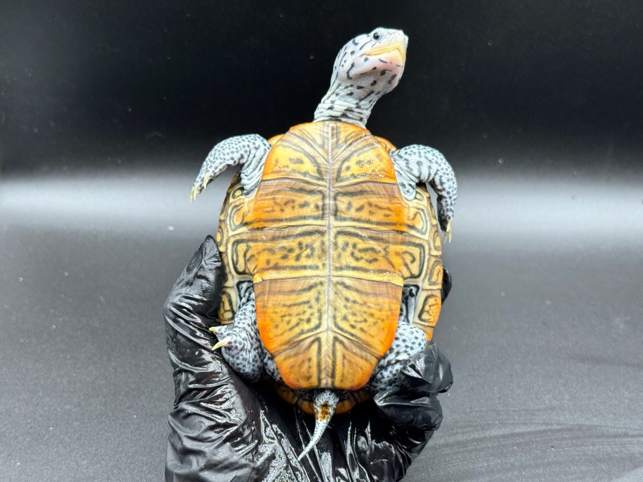 ダイヤモンドバックテラピン　Ｕ(4)