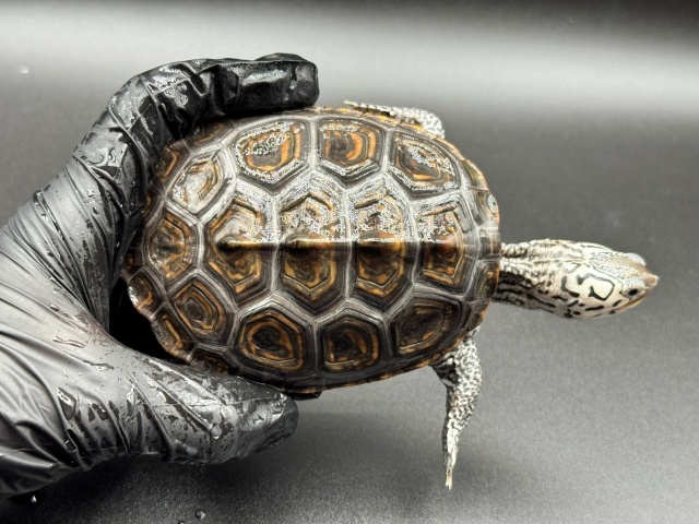 ダイヤモンドバックテラピン　Ｌ