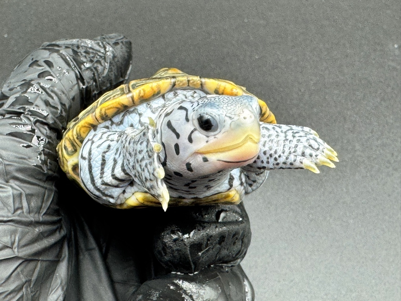 ダイヤモンドバックテラピン　Ｂ(3)