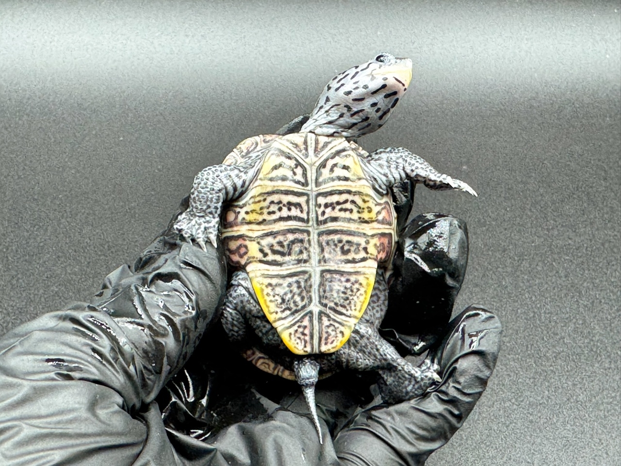 ダイヤモンドバックテラピン　Ｆ(4)