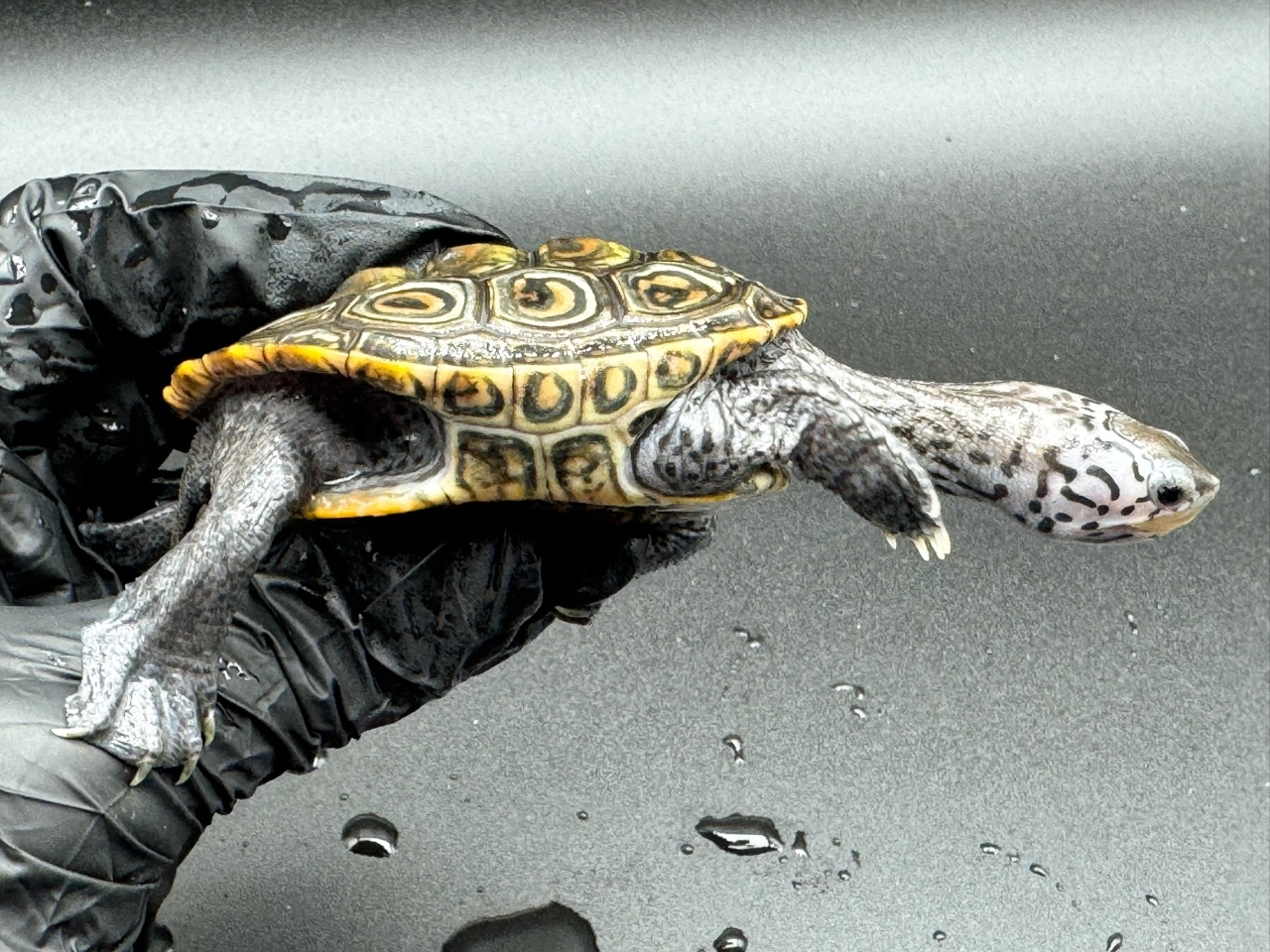 ダイヤモンドバックテラピン　Ａ(2)