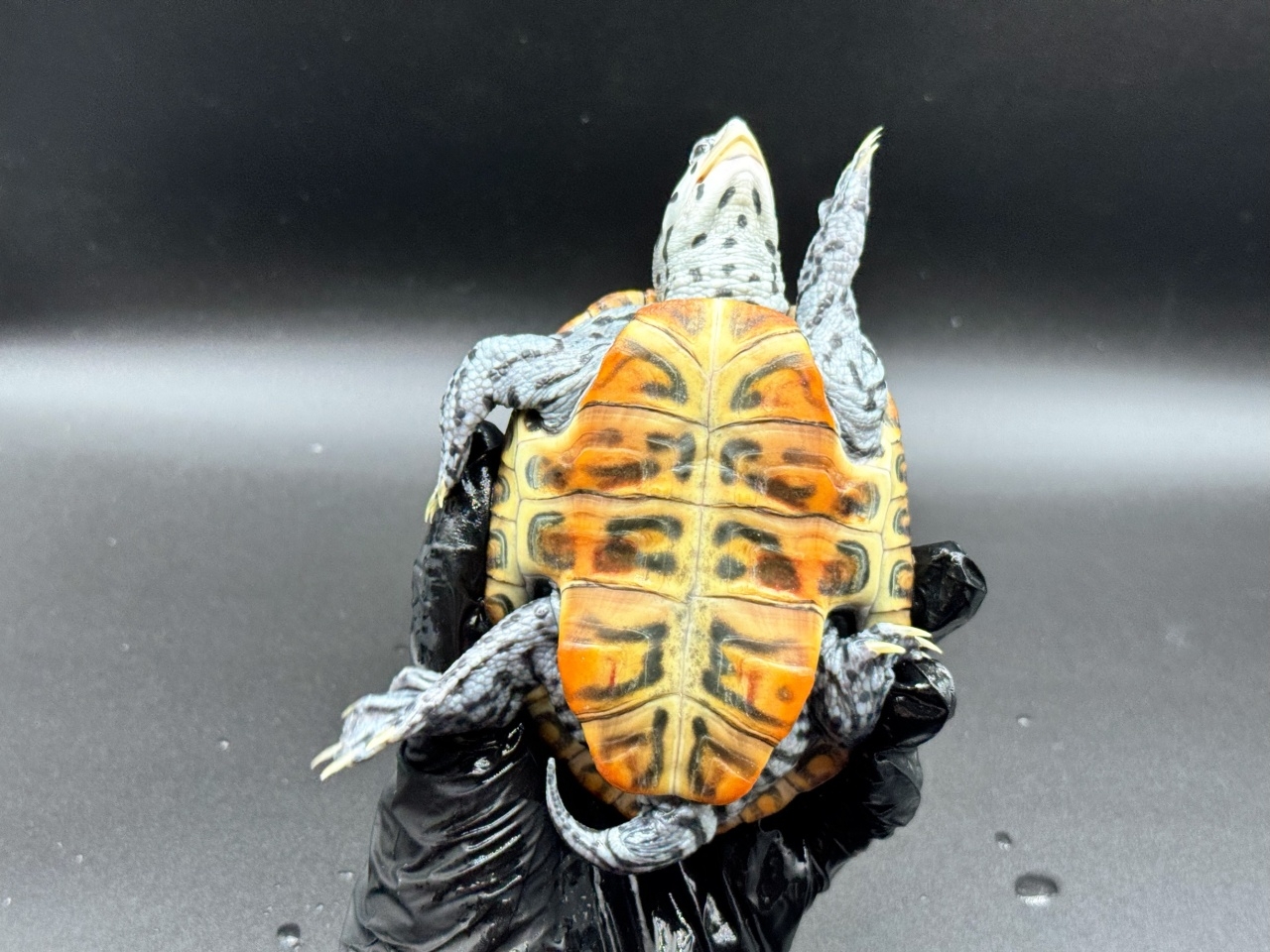 ダイヤモンドバックテラピン　Ｒ(4)