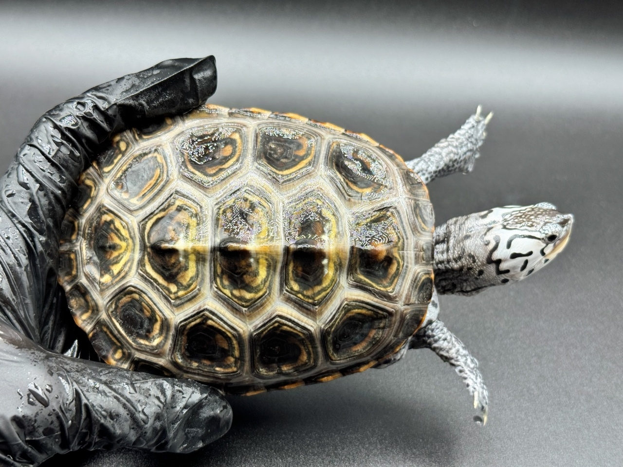 ダイヤモンドバックテラピン　Ｏ(1)