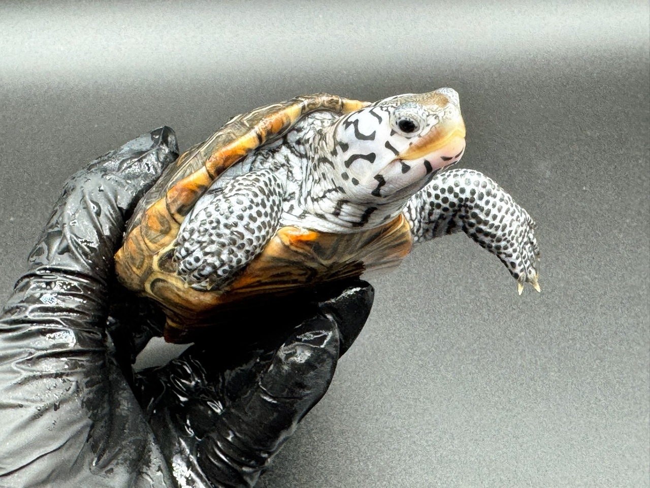 ダイヤモンドバックテラピン　Ｎ(3)