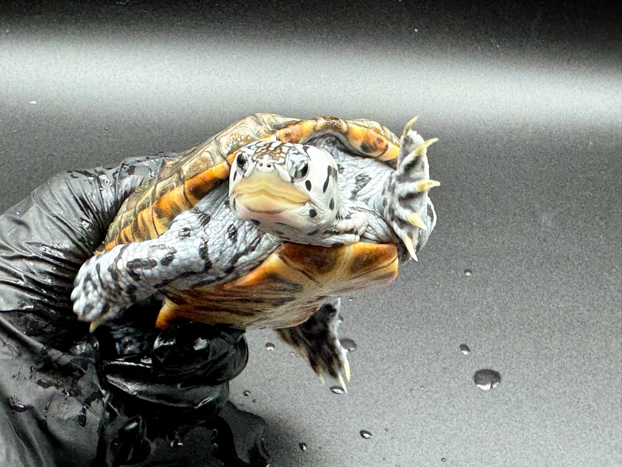 ダイヤモンドバックテラピン　Ｒ(3)