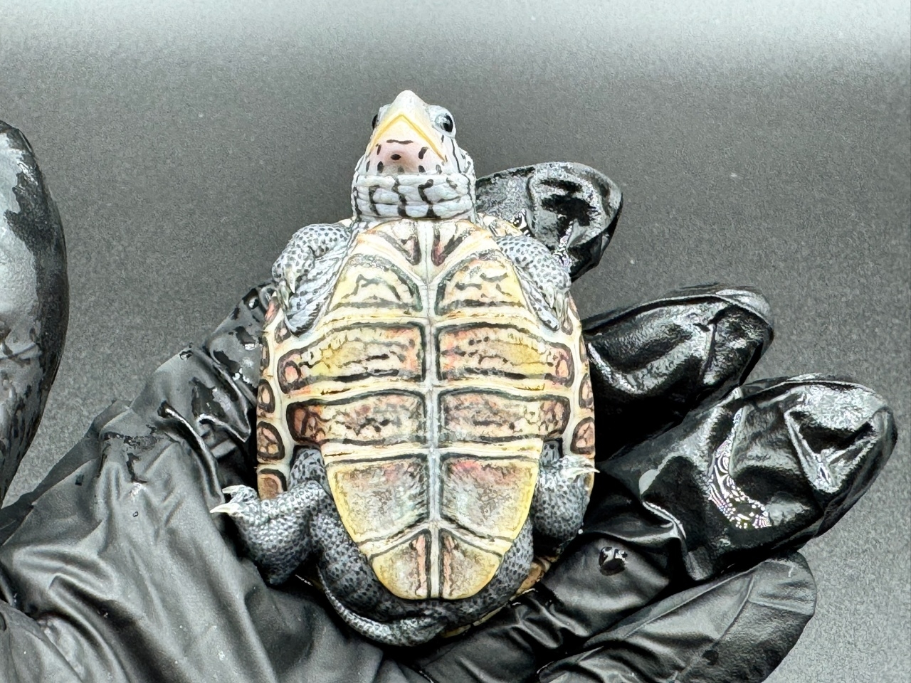 ダイヤモンドバックテラピン　Ｅ(4)